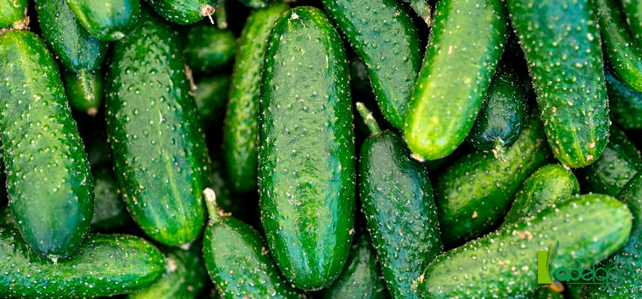 El pepino es el fruto de una planta trepadora de los melones, sandias y las calabazas. Su lugar de origen se sitúa en la India | Clínica Adelgar, tu clínica de adelgazamiento en Madrid
